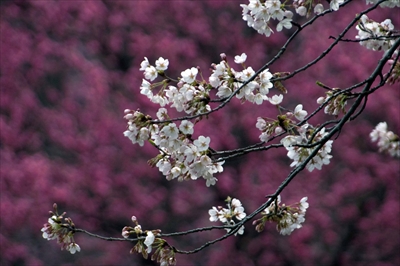 三ッ池公園_神奈川