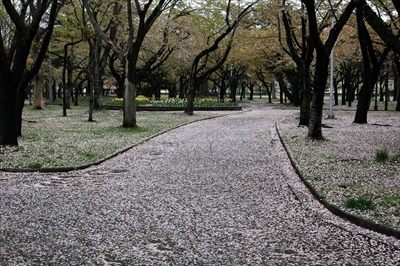 1057_青森市合浦公園_青森