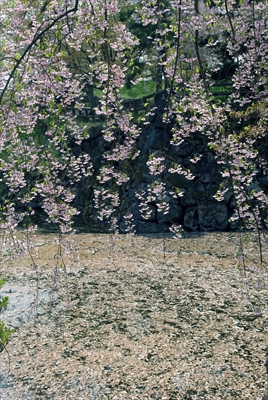 1015_弘前公園_青森