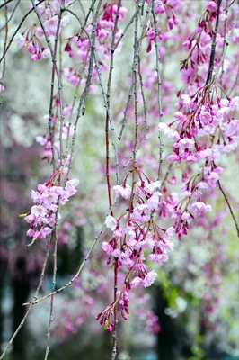 1011_水沢公園_岩手