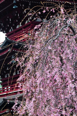 1059_弘前市最勝院_青森