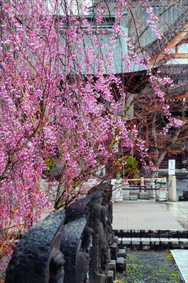 1063_弘前市最勝院_青森