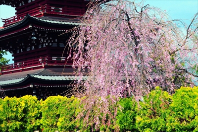 弘前市最勝院_青森