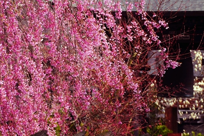 1077_弘前市最勝院_青森