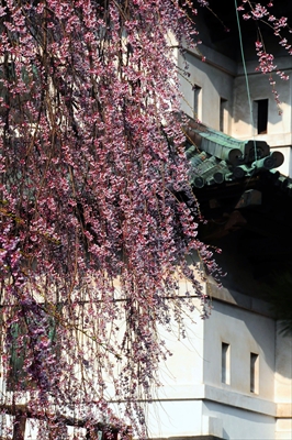 弘前公園_青森