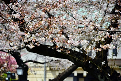 1013_靖国神社_東京