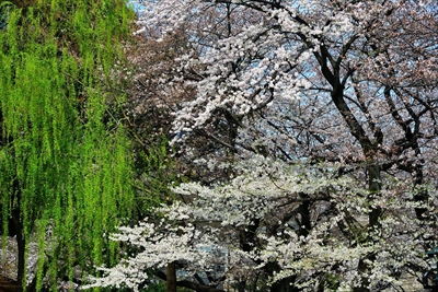 1014_靖国神社_東京