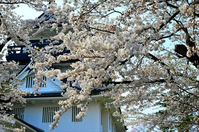 1015_横手城_秋田