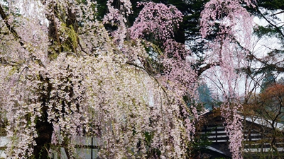 1059_角館_秋田