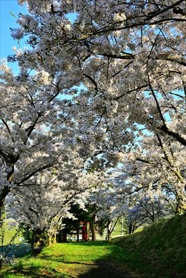 1048_平川市金屋上早稲田_青森