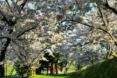 1049_平川市金屋上早稲田_青森