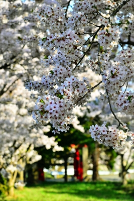 1050_平川市金屋上早稲田_青森