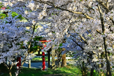 1051_平川市金屋上早稲田_青森