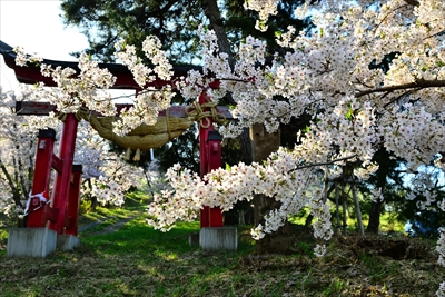 1052_平川市金屋上早稲田_青森