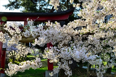 1053_平川市金屋上早稲田_青森