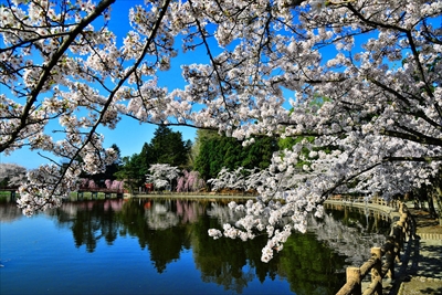 1026_猿賀公園_青森
