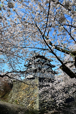 弘前公園_青森