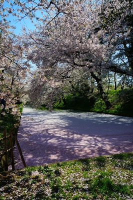 弘前公園_青森