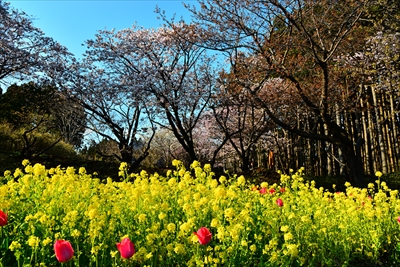 1015_松前城_北海道