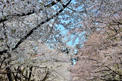 弘前公園_青森