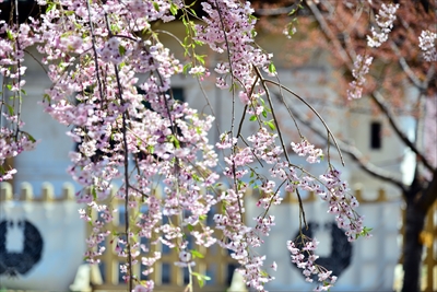 弘前公園_青森
