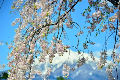 1135_弘前公園_青森