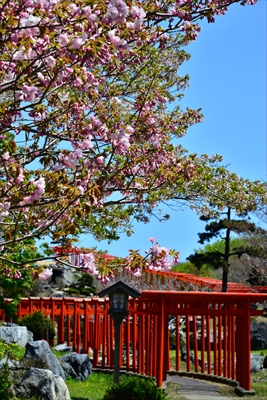 1054_高山稲荷神社_青森