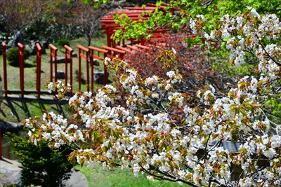 高山稲荷神社_青森