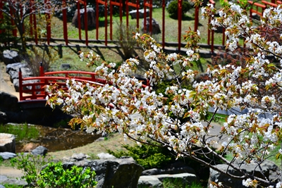 1056_高山稲荷神社_青森