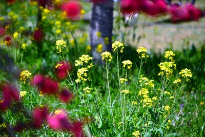三ッ池公園_神奈川