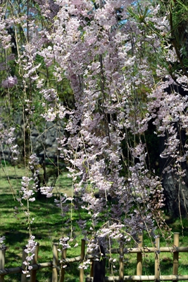 1144_弘前公園_青森