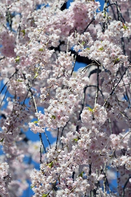 弘前公園_青森