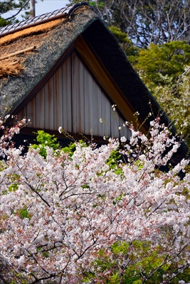 三渓園_神奈川