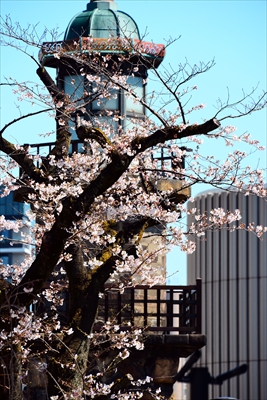 千鳥ヶ淵_東京