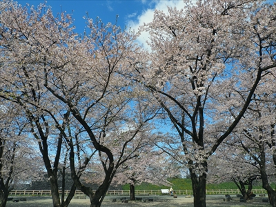霞城公園_山形