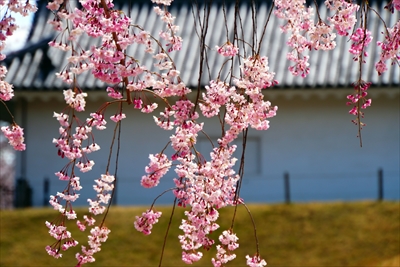 霞城公園_山形