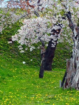 1102_函館五稜郭公園_北海道