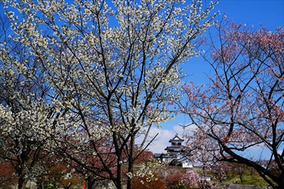 白河市小峰城_福島