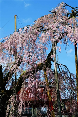 白河市妙関寺_福島