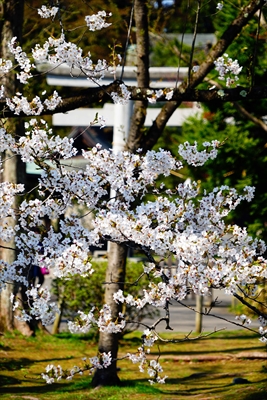 千秋公園_秋田