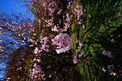 桜公園_新潟