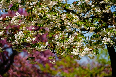 桜公園_新潟