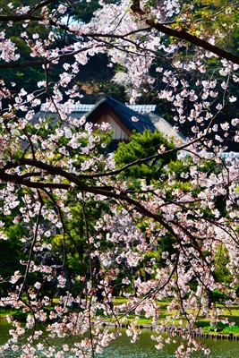 三渓園_神奈川