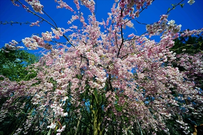 弘前公園_青森