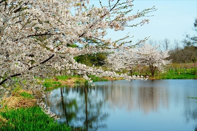 浪岡湿生花園_青森