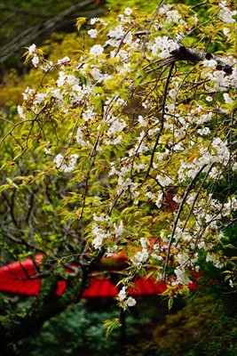 1016_佐倉城址公園_千葉