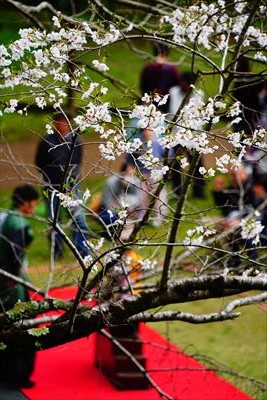 1017_佐倉城址公園_千葉