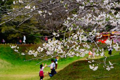 1018_佐倉城址公園_千葉