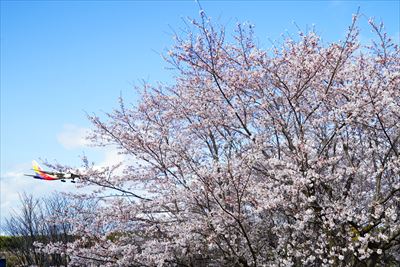 成田市さくらの山_千葉