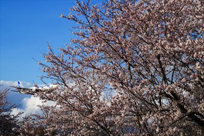 1009_成田市さくらの山_千葉